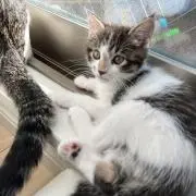 にゃーんの画像