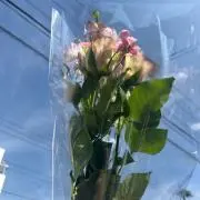 ちゅの画像