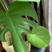 hanaの画像