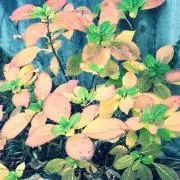 カレーロールの画像