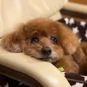 maromaroの画像