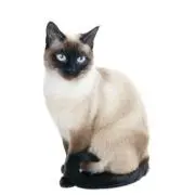 招きまくり猫