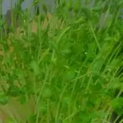 ホッシーの画像