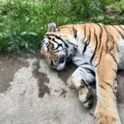 ととと
