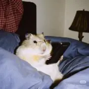 Oooの画像