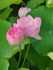 鈴川晴虎　まとめ歓迎の画像
