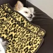 アッキ