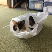 かーけんの画像