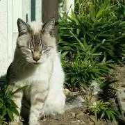 おの