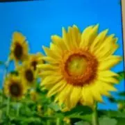 キョウコ ☆☆の画像