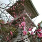 プチプチの画像
