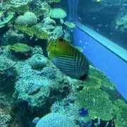 ガラミチの画像