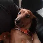 ちゃんばらの画像