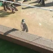 katenaiwa