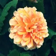 chippuの画像