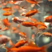 金魚の画像