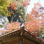 みぃこの画像