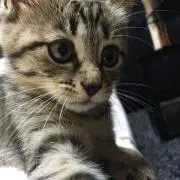 mii⭐︎の画像