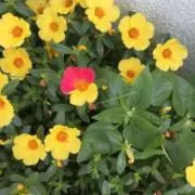 yypddの画像