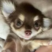 ゆちゃの画像
