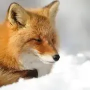 kituneの画像
