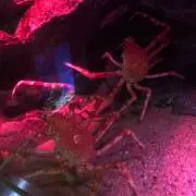 りくりくりん