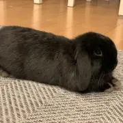 のすけ