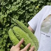 nagaimo_zukeの画像