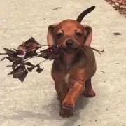 みみの画像