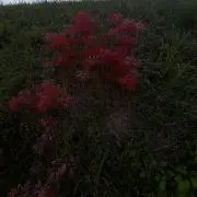 綾の画像
