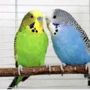 おかめインコのぴーちゃん