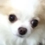 まるちゃん