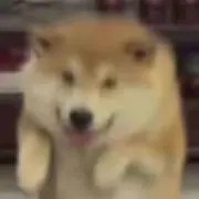チョウの画像