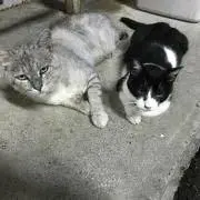 さやは@