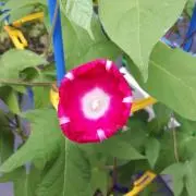 ふーの画像