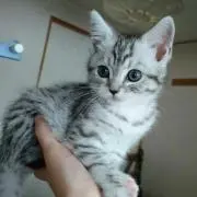 らんちゃんの画像