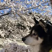 ゆんまま