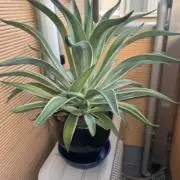 akikoの画像