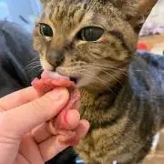 miwatocoの画像