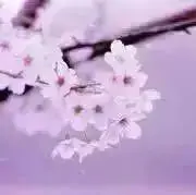 はなごろもの画像