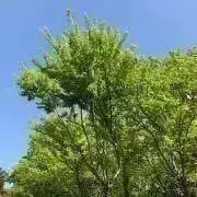 asukaの画像