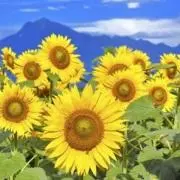 ツキノヒカリの画像