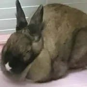 サイバーミラの画像