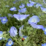 pomの画像