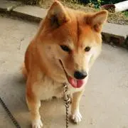 苺の画像