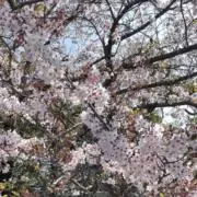 もももなかの画像
