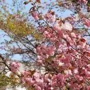 ♡hinaの画像