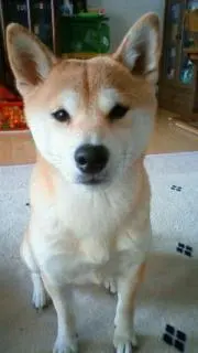 もっちょんの画像