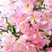 mknkの画像