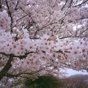 ひなの画像